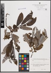 Foto von Salix cinerea L.
